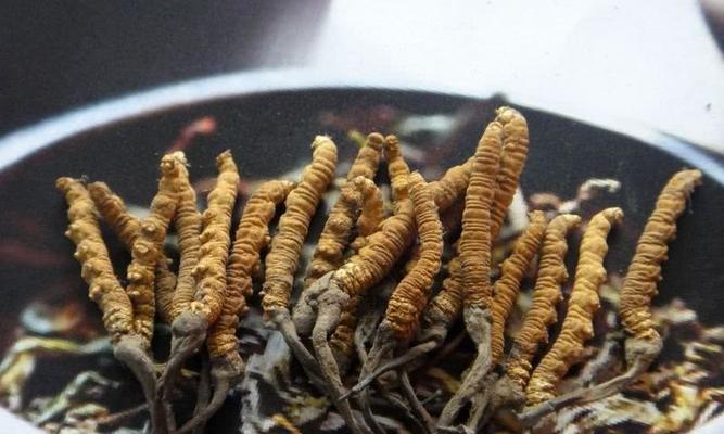 寻找最好的冬虫夏草产地（产地重要性和全球区域概览）