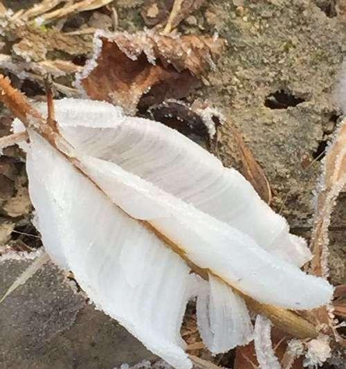 冬凌草的种植与应用（冬凌草在农村的传统和现代价值）