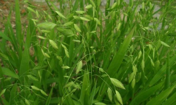 冬凌草的种植与应用（冬凌草在农村的传统和现代价值）