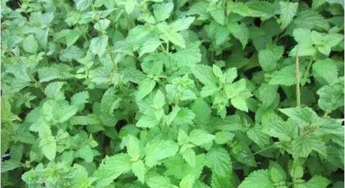 冬凌草的种植与应用（冬凌草在农村的传统和现代价值）