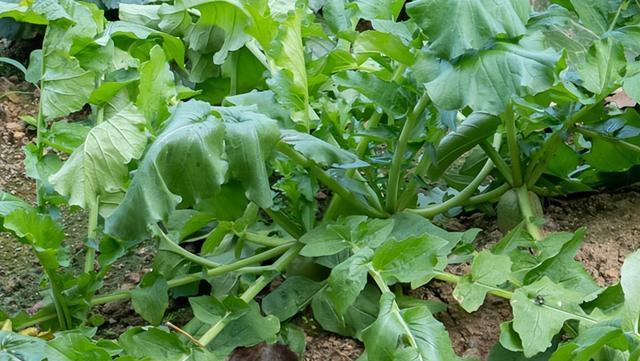 冬萝卜的种植与管理技巧（了解种植时间和方法）