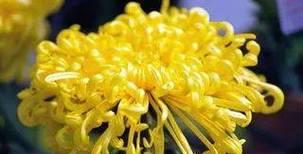 荼蘼花的花语及其寓意（探索荼蘼花所传递的情感与意义）