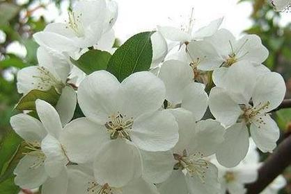 荼蘼花的花语及其寓意（探索荼蘼花所传递的情感与意义）