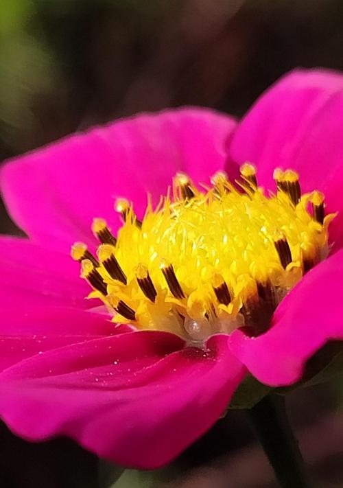 无忧花的花语及其含义（探寻无忧花的深意）