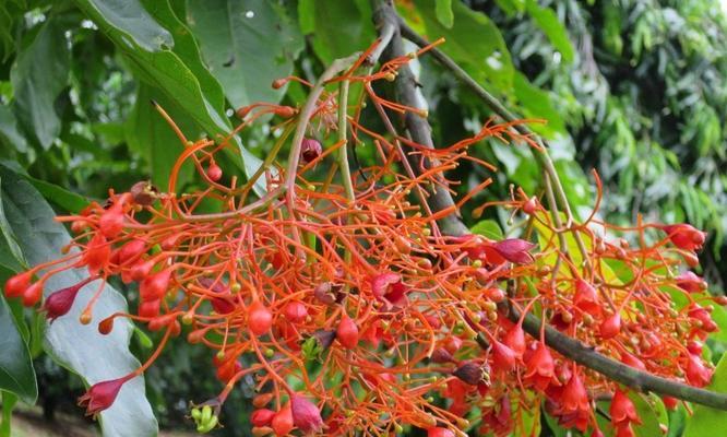 无忧花的花语及其含义（探寻无忧花的深意）
