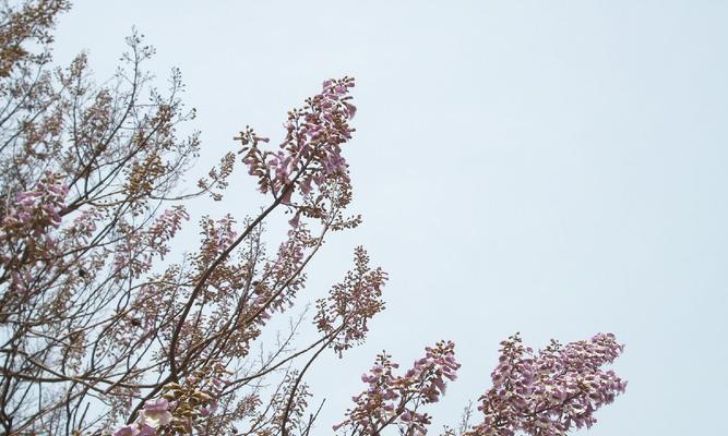 梧桐花的花语（探寻梧桐花的花语）