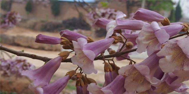 梧桐花的花语（探寻梧桐花的花语）