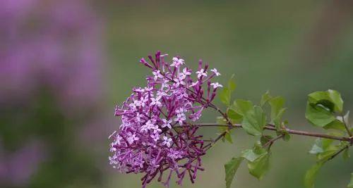 五瓣丁香花的意义与象征（一朵花）