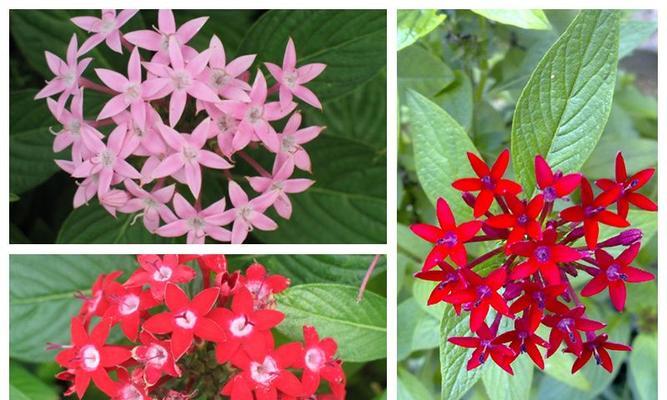 五角星花的寓意与象征意义（一朵花）