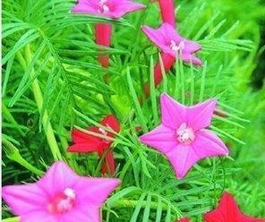 五角星花的寓意与象征意义（一朵花）