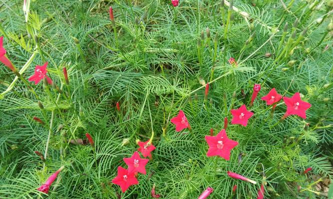 五角星花的寓意与象征意义（一朵花）