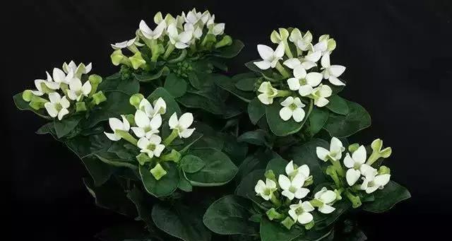 五叶草的花语——幸运与希望（寻找幸福的关键——五叶草花语解读）