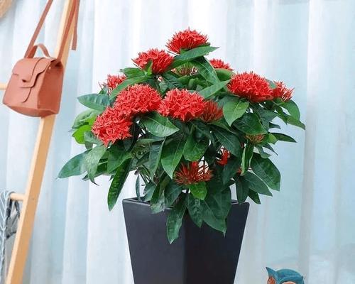 仙丹花的花语和传说（探寻仙丹花的神秘与魅力）