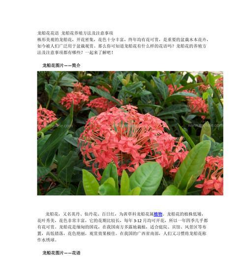 仙丹花的花语和传说（探寻仙丹花的神秘与魅力）