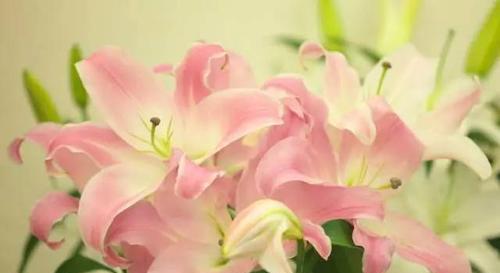 香水百合花语解读（花开花谢）