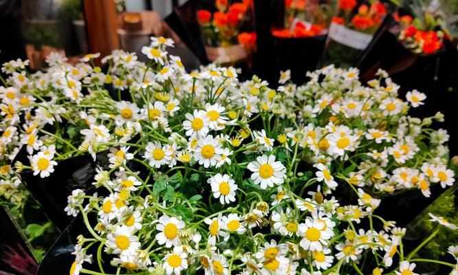 小雏菊的花语及意义（探索小雏菊花语的深层内涵）