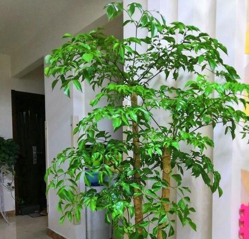 辣椒树能活多少年寿命多长时间？如何延长其生长周期？
