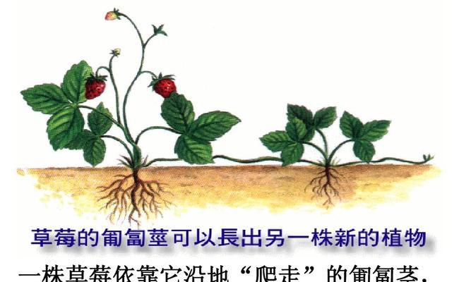 辣椒摘心打顶的最佳时间是什么时候？有哪些正确的操作方法？