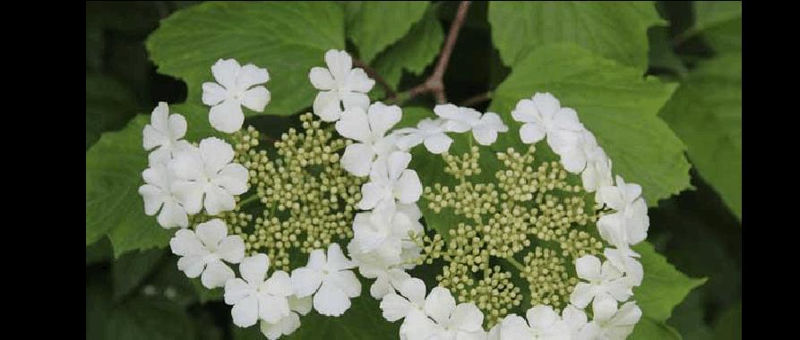 八瓣花代表什么？八瓣花的象征意义有哪些？