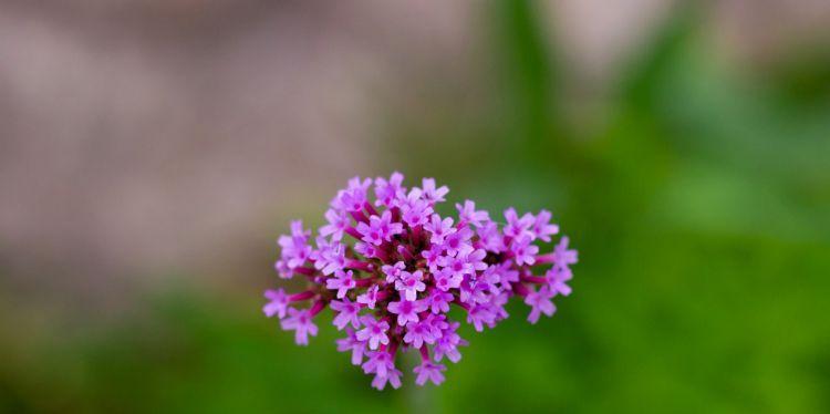 八瓣花代表什么？八瓣花的象征意义有哪些？