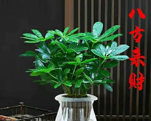 八方来财树开花是什么预兆？预示着什么含义？