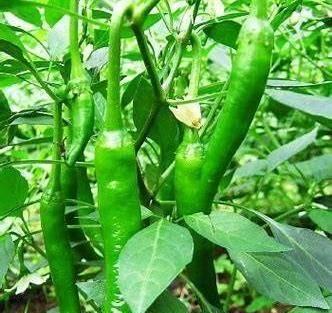 辣椒种子怎么种植？种植过程中的常见问题有哪些？