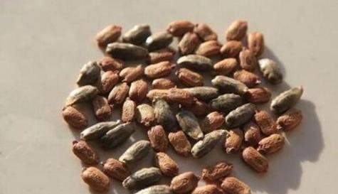 辣椒籽有哪些神奇的功效？如何利用其作用改善健康？