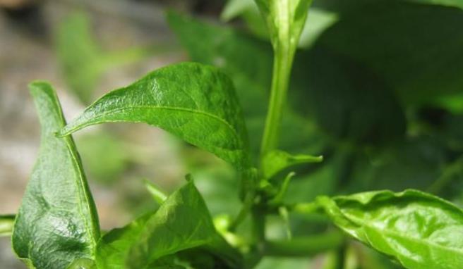 辣椒钻心虫怎么防治？防治辣椒钻心虫用什么药效果好？