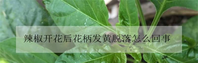 辣椒钻心虫怎么防治？防治辣椒钻心虫用什么药效果好？