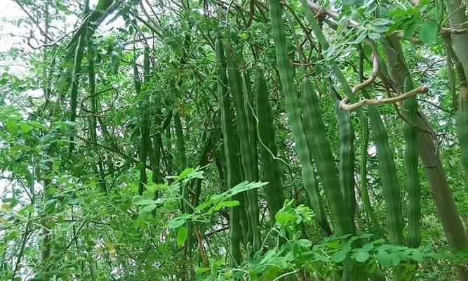 辣木生长在什么地方？全球辣木种植区域有哪些？