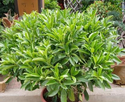 莱莉花有毒吗？室内养护需要注意什么？