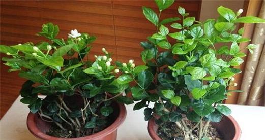 莱莉花有毒吗？室内养护需要注意什么？