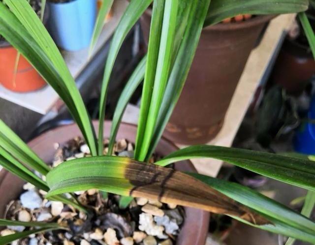兰草花叶子发黄怎么办？如何正确处理和预防？