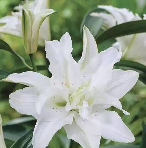 百合花的寓意和象征风水是什么？如何在家居风水中运用百合花？