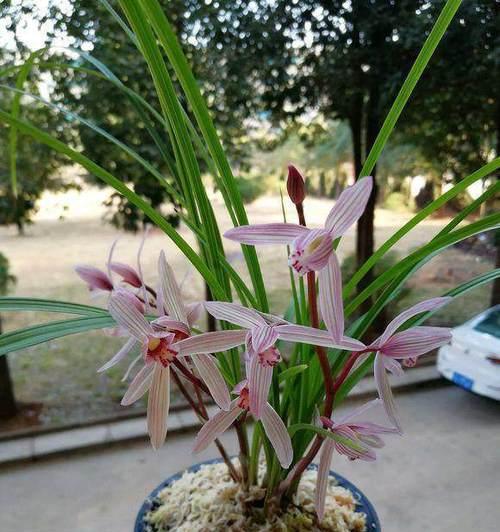 兰草一年开几次花？如何正确养护以促进开花？