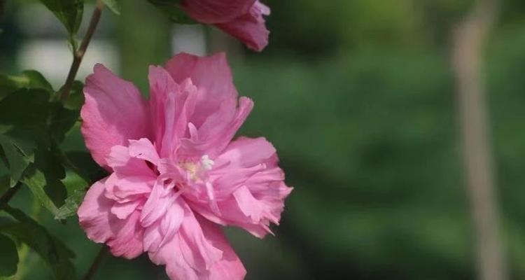 表示拒绝的花花语是什么？如何用花表达拒绝？