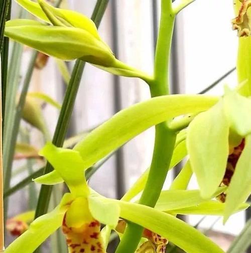 兰花浇水方法有哪些？如何正确给兰花浇水？