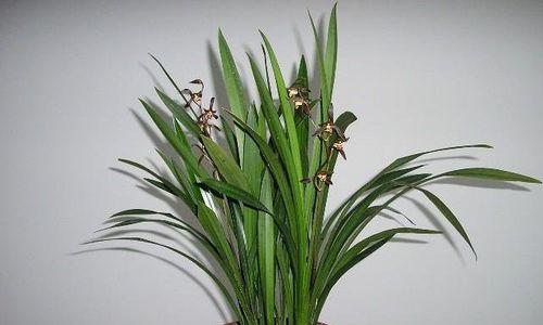 兰花花期养护管理技巧有哪些？如何确保兰花健康开花？