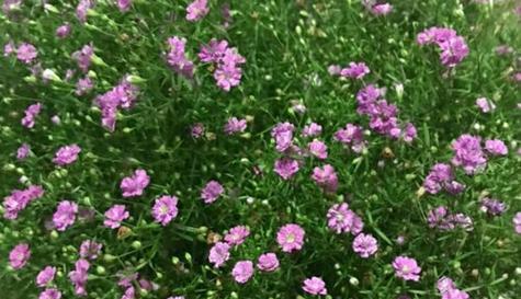 表示新生的花花语是什么？新生的花象征着什么含义？