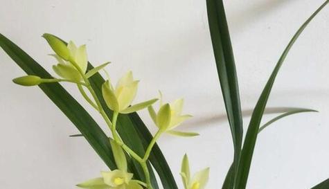 兰花开花温度多少度合适？如何控制兰花开花环境温度？