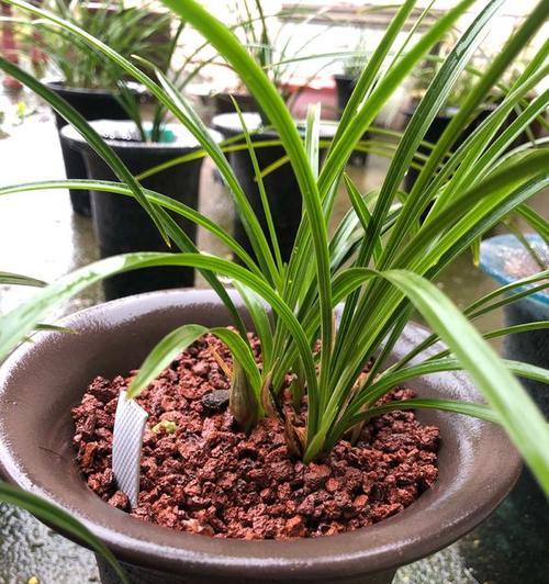 兰花可以浇白糖水吗？这样做对植物生长有好处吗？