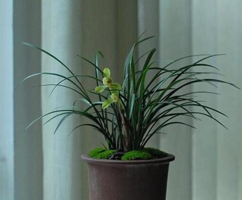兰花可以浇白糖水吗？这样做对植物生长有好处吗？
