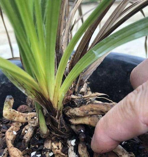 兰花烂根了怎么办？烂根后如何补救才能救活？