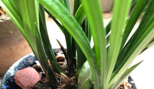 兰花烂根了怎么办？烂根后如何补救才能救活？