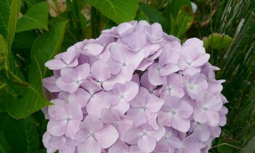 不同颜色的紫阳花分别代表什么花语？
