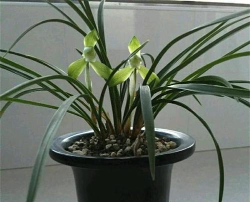 兰花如何快速开花？促进兰花开花的正确方法是什么？