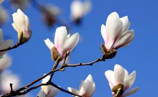 不同颜色玉兰花的花语是什么？各颜色玉兰花代表什么含义？