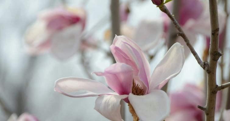 不同颜色玉兰花的花语是什么？各颜色玉兰花代表什么含义？