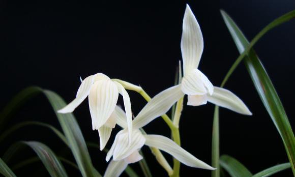 兰花是哪个市的市花？哪个城市以兰花为市花？