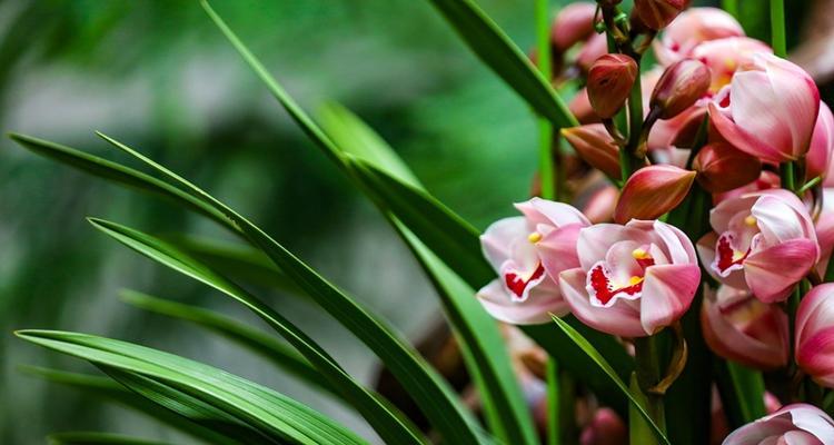 兰花是哪个市的市花？哪个城市以兰花为市花？